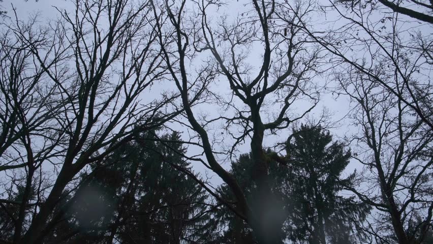 Atmospheric forest scene captured during twilight hours, featuring a mix of bare deciduous trees and dark evergreen conifers creating a moody, mysterious ambiance. The progression from lighter sky to deeper darkness conveys the transition from evening to night, ideal for atmospheric, nature, and dramatic visual projects.