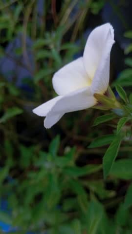 Close-up of a beautiful white Turnera ulmifolia flower, also known as Yellow Alder, blooming in a lush garden. The flower features a striking yellow and deep purple center, surrounded by vibrant green serrated leaves in natural daylight