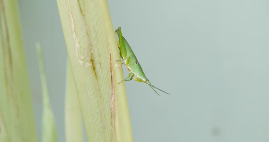 Oriental Longheaded Grasshopper Walking While Performing Push-Up Motion on Ground
