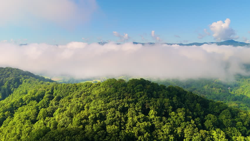 Smoky mountains summer woods. Appalachian mountains in North Carolina with fresh green forest trees in summertime rainy season. Beauty of USA nature.
