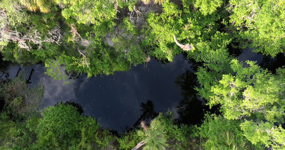 Wetlands wild tropical nature with dense green rainforest. Aerial view of Florida jungles.