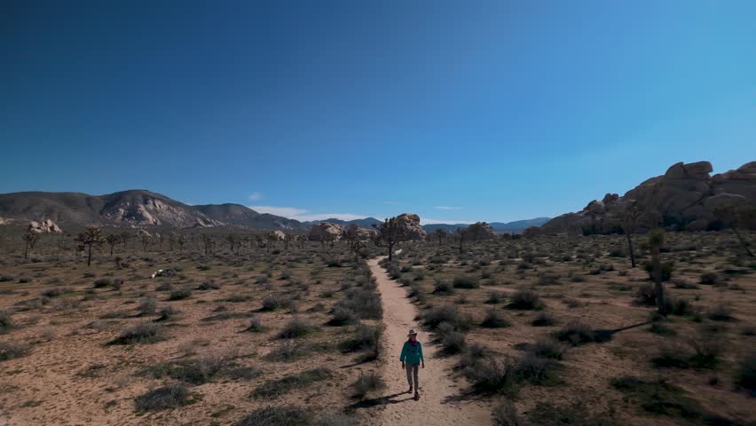 A mature woman hikes through the Joshua trees with blooming flowers in Joshua Tree National Park California on a sunny day.