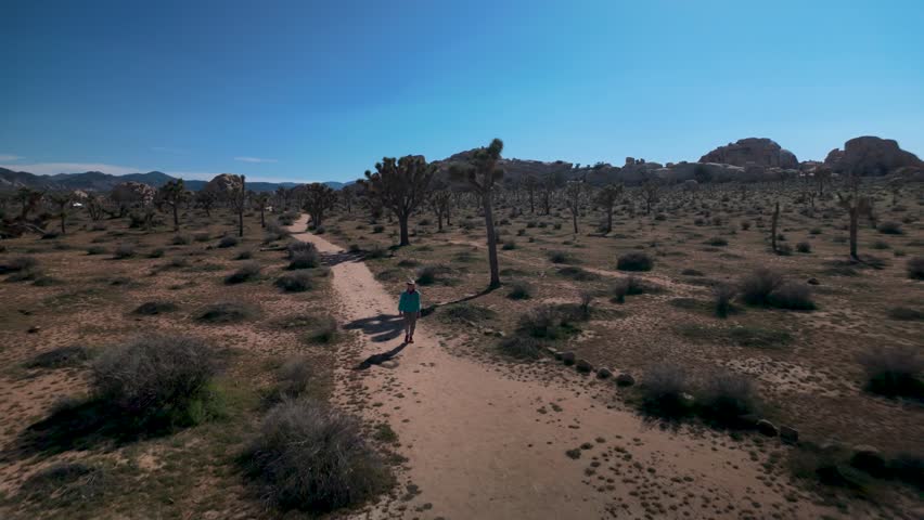 A mature woman hikes through Joshua Tree National Park among flowering Joshua trees on a sunny day in California.