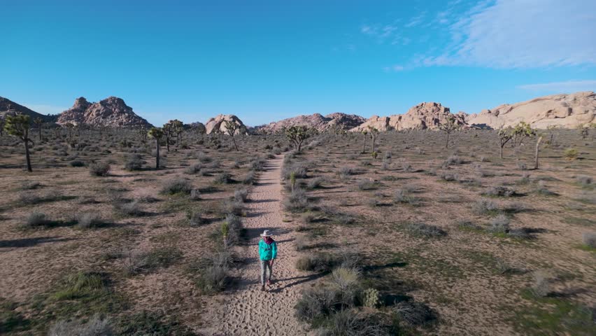 Watch a mature woman hiking through blooming Joshua trees in Joshua Tree National Park, California on a sunny day.