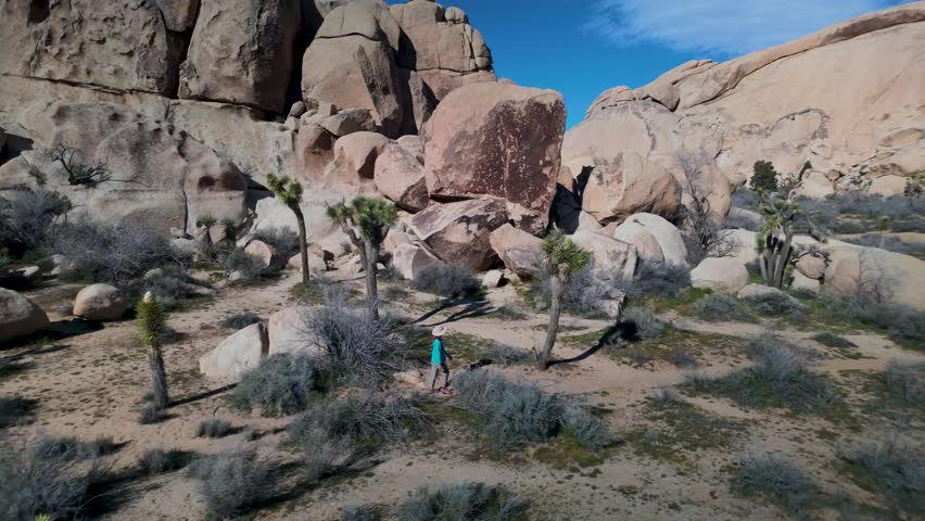 Mature woman hikes among flowering Joshua trees in Joshua Tree National Park, California, exploring the landscape and nature around her.