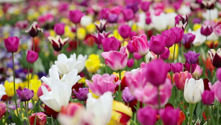 Many Colorful Tulips Moving Gently Stock Footage Video (100% Royalty ...