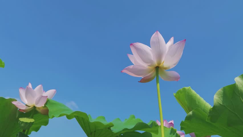 Lotus Flowers and Lily Pads in Full Summer Bloom on a Tranquil Pond