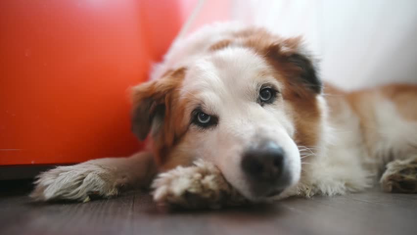 Sleepy large mixed breed dog lies by the refrigerator in a bright modern kitchen and waiting for feeding