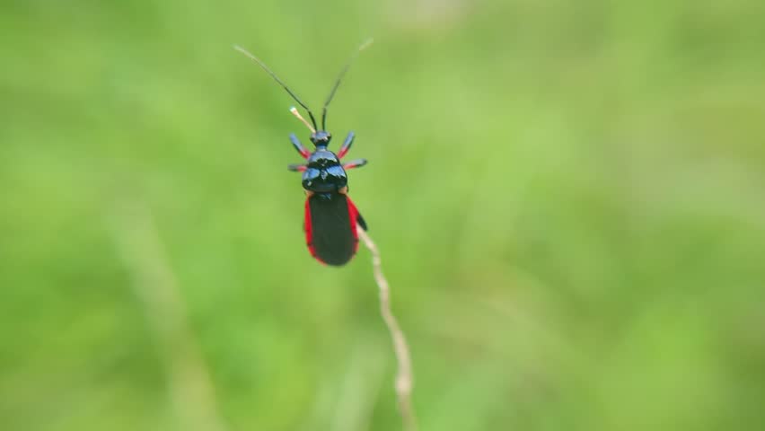 macro insect assassin bug, ambushes prey and sucks body fluids, dangerous