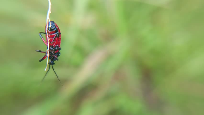 macro insect assassin bug, ambushes prey and sucks body fluids, dangerous