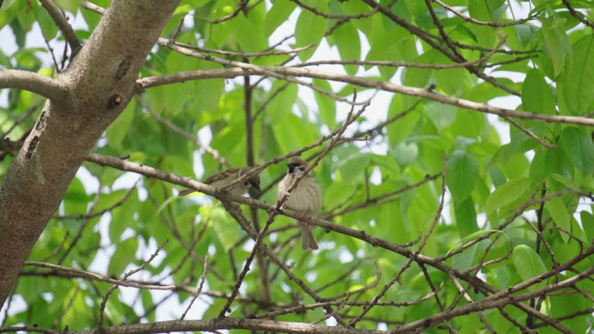 Small Wild Bird Perched Delicately on a Tree Branch in Natural Scenery