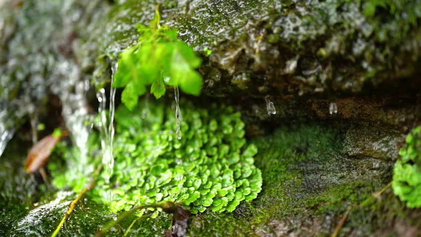 Slow Motion Mountain Stream with Water Droplets Flowing in a Serene Summer Setting
