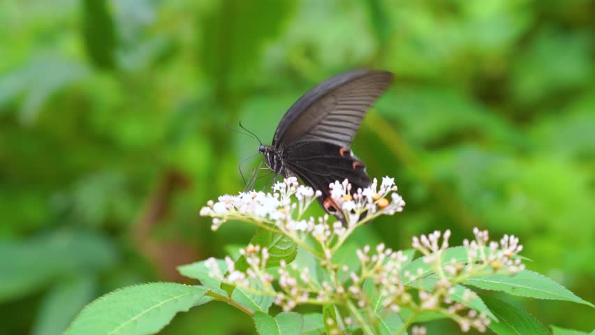 Butterfly Resting on a Flower in a Beautiful Spring Outdoor Natural Setting