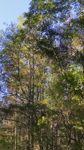 Trees swaying in the backyard, Fayetteville North Carolina 