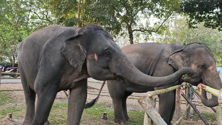 A majestic Asian elephant standing at a sanctuary or rescue camp behind bamboo railings.