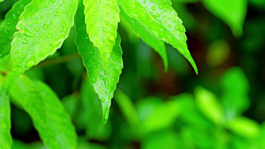 Close Up of Fresh Green Leaves with Raindrops After Rain, Natural Background Video