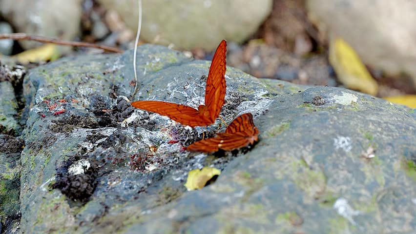 A close-up shot of a bright orange butterfly resting and fluttering its wings on a mossy rock in a natural habitat.