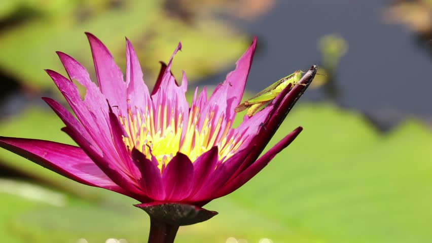 A green grasshopper crawling and seeking shade under the shadow of pink lotus petals to escape the hot midday sun.