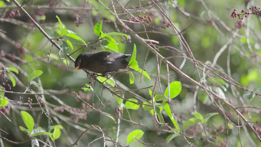 Small Bird Foraging Cheerfully on a Tree Branch in Early Spring
