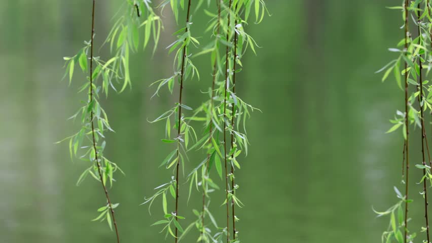 Slender Willow Branches Drifting Softly in the Breeze Along a Riverbank