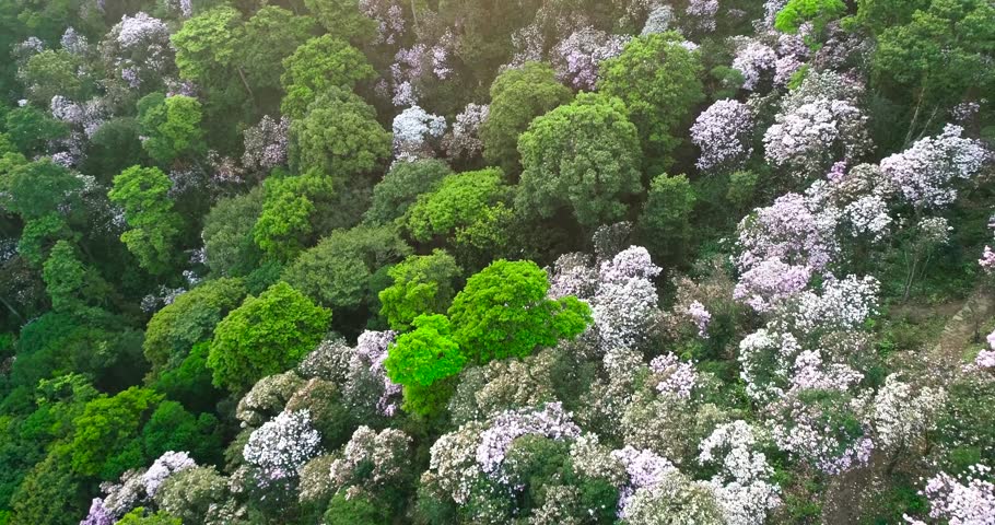 Aerial View of Rhododendron Flowers Blooming in Full Splendor Across Mountain Forest