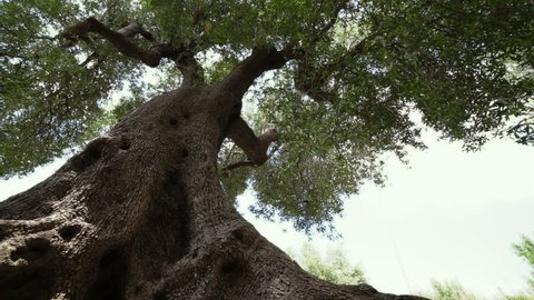 Mediterranean olive tree. Perspective bottom view
