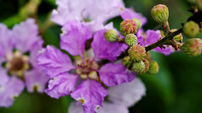 Macro view of purple flowers and small buds growing on branch in natural garden environment. Beautiful botanical scene showing plant growth and natural ecosystem life.