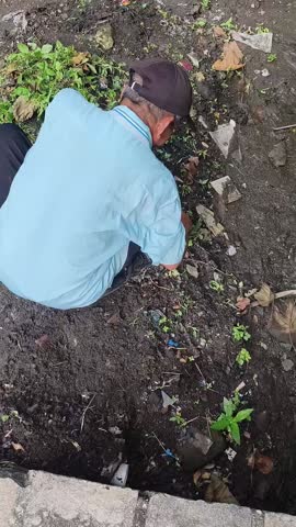 Senior man in blue shirt weeding and cleaning a soil garden plot manually outdoors