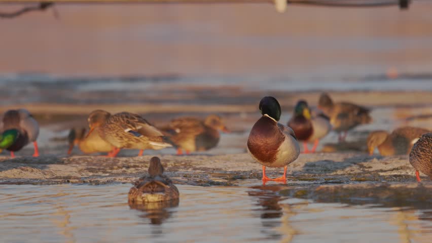 Mallard ducks gathering on a frozen lake shore during a golden sunset. Wild drakes and hens resting in natural winter habitat. Serene wildlife scene.