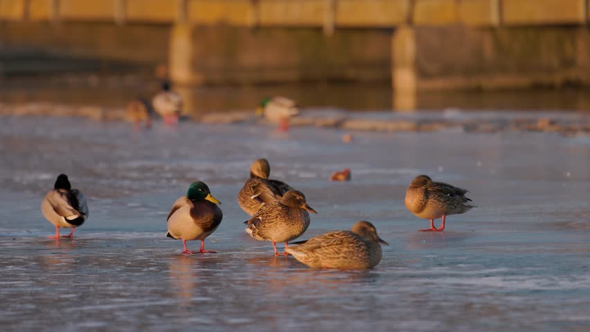 Group of mallard ducks resting on a frozen lake surface near a wooden bridge. Wild drakes and hens in winter habitat during sunset. Natural wildlife scene.