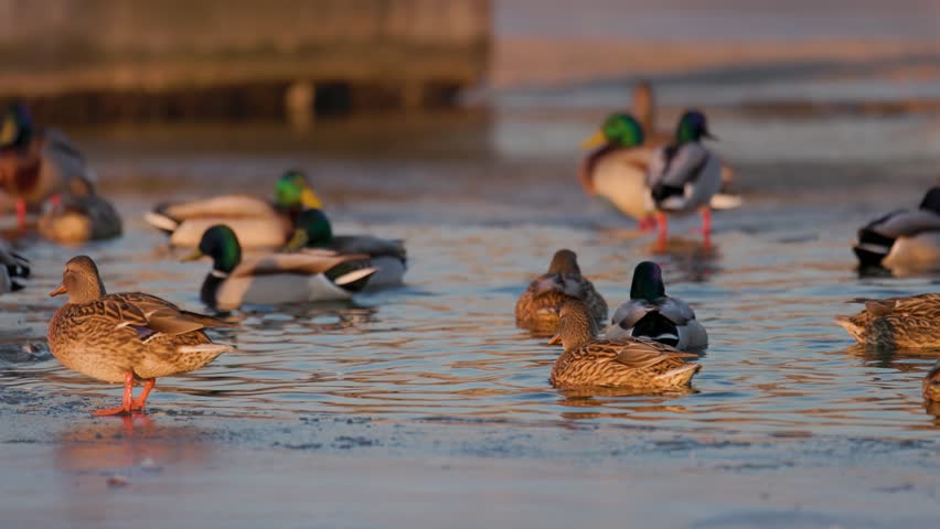 Mallard ducks gathering on a frozen lake shore during a golden sunset. Wild drakes and hens resting in natural winter habitat. Serene wildlife scene.