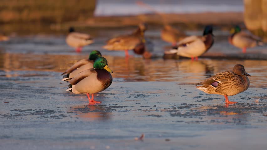 A group of mallard ducks resting on the icy surface of a pond during golden hour. Close-up of wild drakes and hens in their winter environment. Nature.