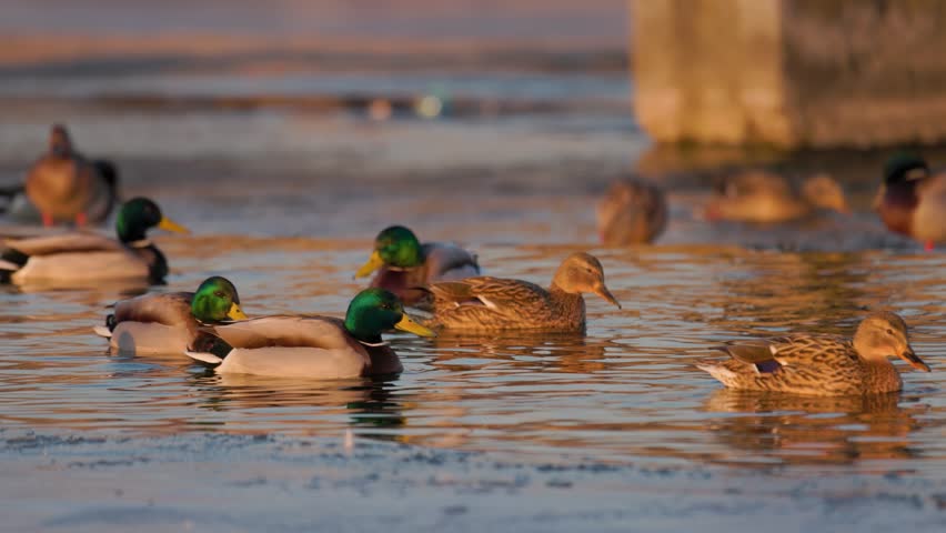 Mallard ducks gathering on a frozen lake shore during a golden sunset. Wild drakes and hens resting in natural winter habitat. Serene wildlife scene.