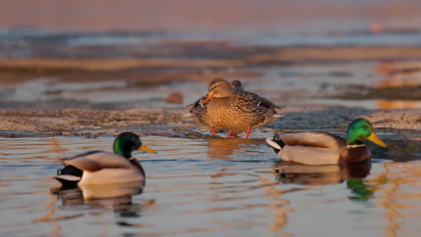 Mallard ducks gathering on a frozen lake shore during a golden sunset. Wild drakes and hens resting in natural winter habitat. Serene wildlife scene.
