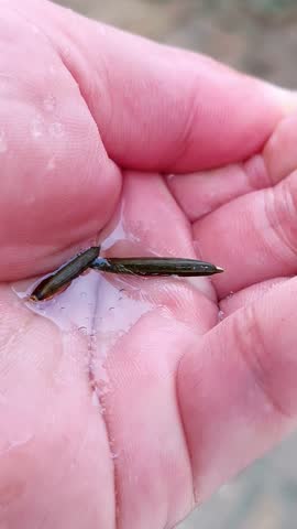 Ruellia tuberosa seed pods popping in hand when wet with water explosion of popping pod seeds for natural plant science education and biological experiment concept