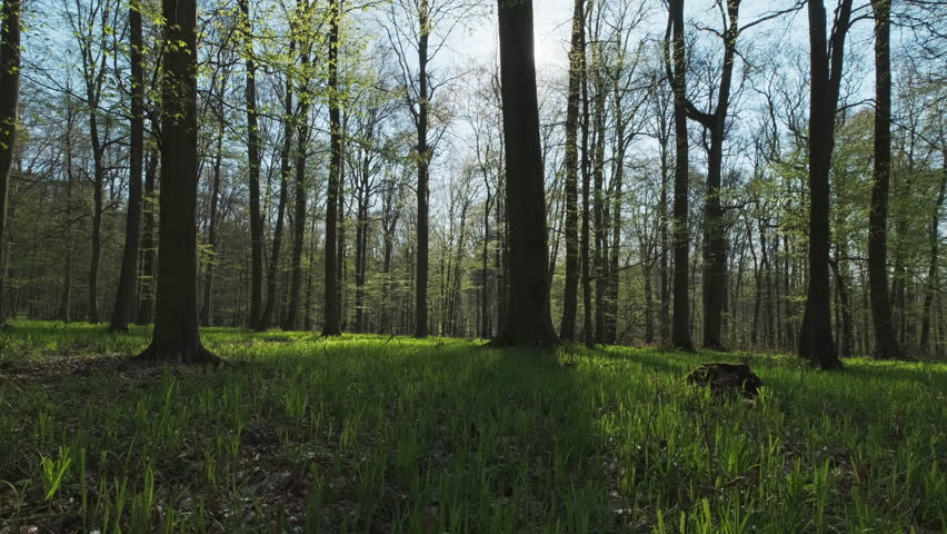 Spring forest landscape. Trees with shadows and sunshine, green wood, 4k 