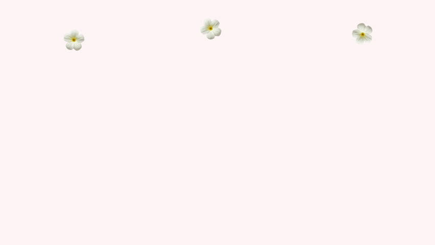 spring wildflower border animation featuring daisies, pastel blossoms, and green leaves arranged along the bottom with small flowers gently falling above. Soft botanical design with copy space, perfect for wedding invitations, greeting cards, spring promotions, romantic messages, social media content, and elegant floral motion graphics