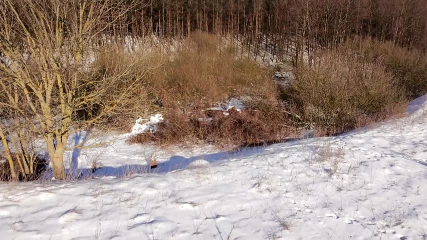 Beautiful winter forest landscape covered with snow on a sunny day. Peaceful natural scenery with trees, woodland and snowy ground. Perfect winter nature background footage.