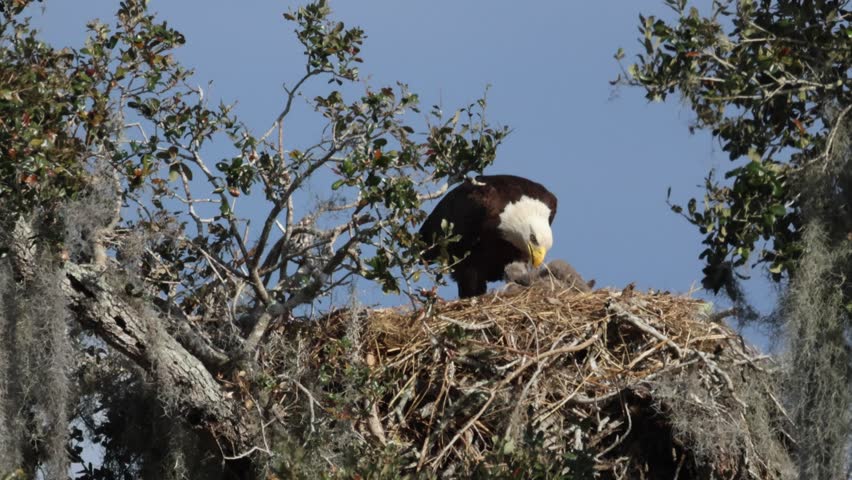 A Bald Eagle, Haliaeetus leucocephalus, feeding its chick on the nest.