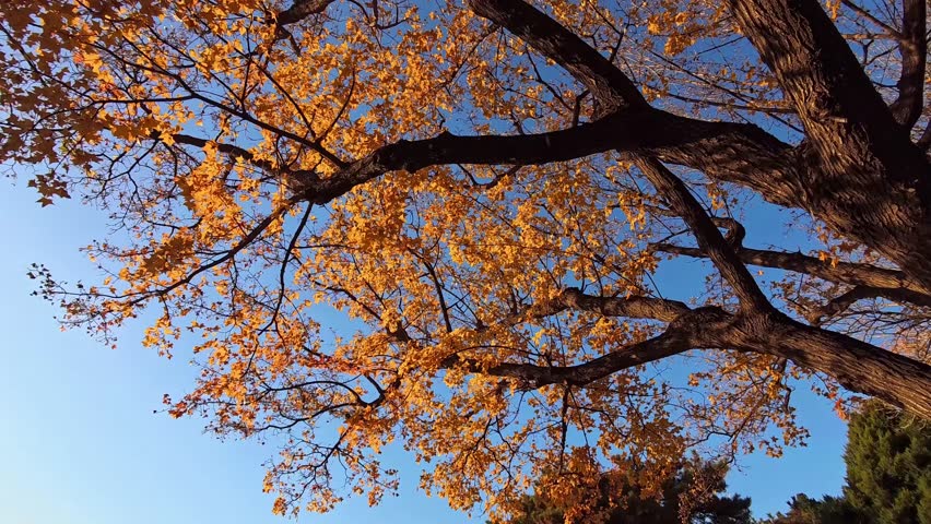 Colorful autumn leaves on tree branches with warm sunlight and blue sky creating a seasonal nature scene.