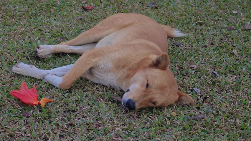 dog lying on the grass next to its owner