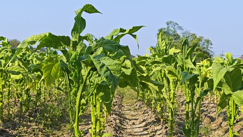 field of tobacco at sunrise