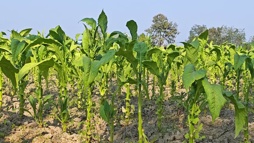 field of tobacco at sunrise