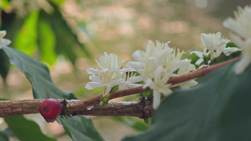 coffee plant branch in full bloom