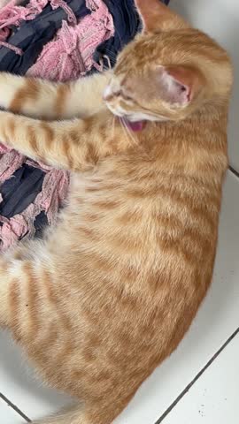 Domestic Orange Tabby Cat Licking Its Fur For Grooming On Floor