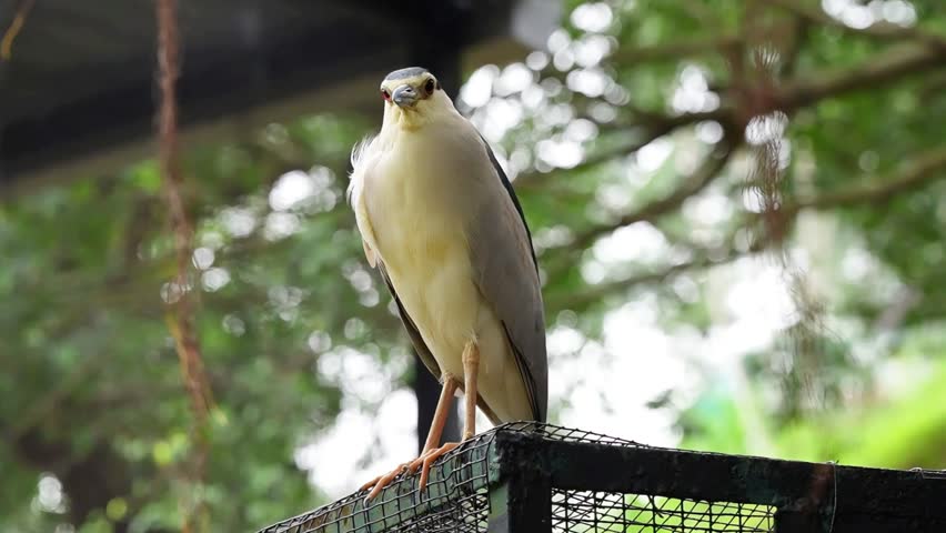heron in its nature, watching the surrounding with dominance, black heron in the park