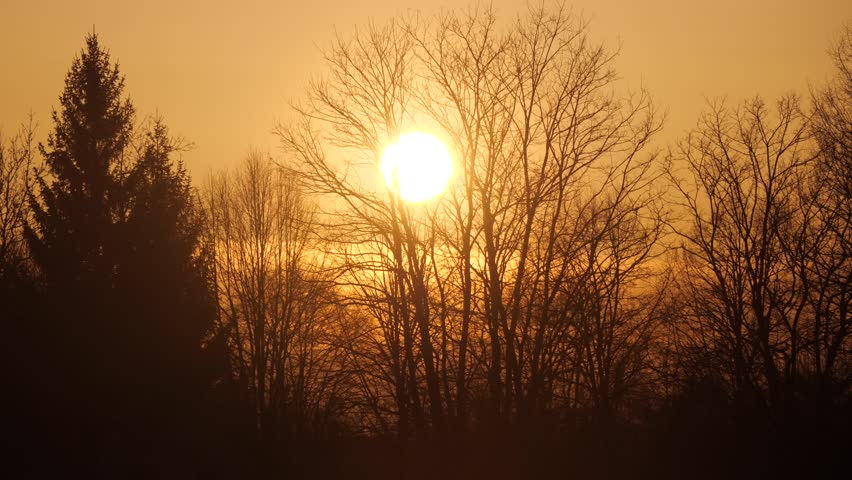 trees in spring at sunset