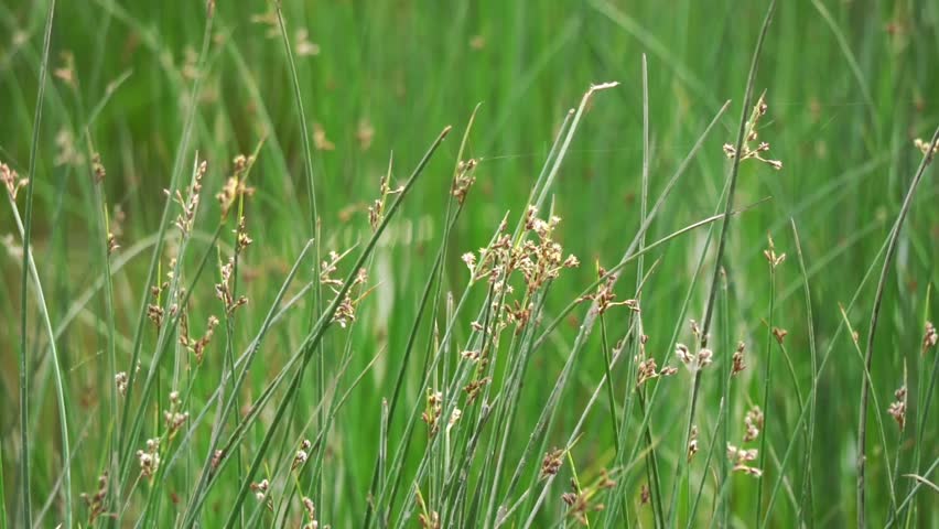 Close-up of green wild grass with seed pods in a field