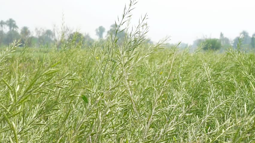 Close-up of green mustard seed pods growing in a rural agricultural field
