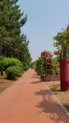 Vertical 4K 60P walking path through blooming flowers Daebudo Arboretum spring.